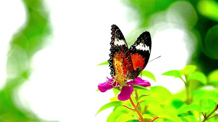 Wall Mural - butterfly on flower