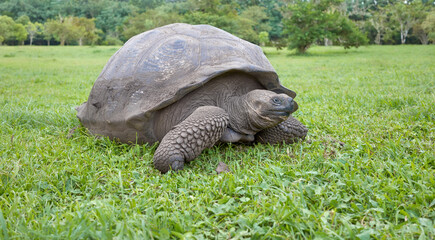 Galapagos giant tortoise eating grass, selective focus, Galapagos Islands, Ecuador.