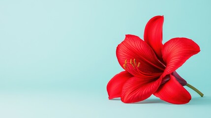 Poster - Red Amaryllis Flower on a Blue Background