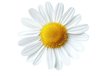 Close-up shot of a beautiful white daisy flower with a vibrant yellow center isolated on a transparent background. Ideal for nature and floral themes.