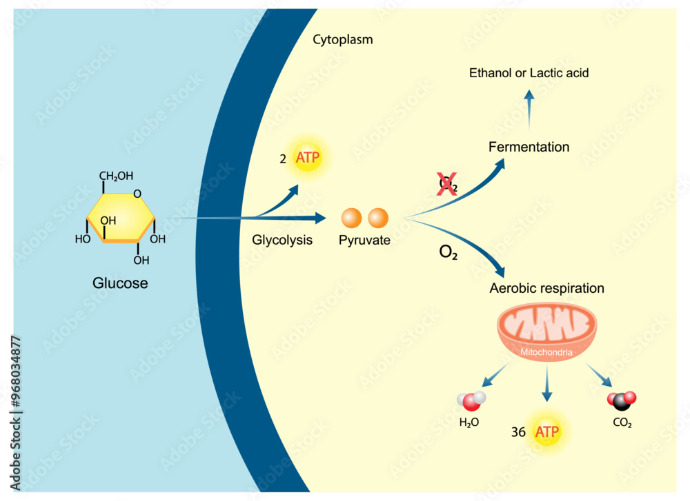 Aerobic and Anaerobic cellular Respiration. Fermentation. Glycolysis ...