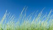 © PondLord - Gentle breeze swaying tall grass under a clear blue sky, creating a serene landscape
