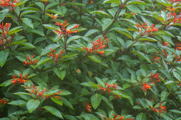 Photo of Hamelia patens is a large evergreen perennial shrub or small tree in the family Rubiaceae