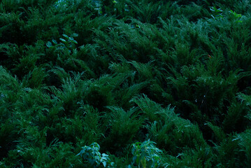 Juniper hedge texture in dark green tones, close up