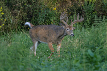 Whitetail Deer