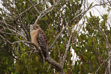 red hawk resting