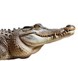 © Dragan - Crocodile isolated on transparent background