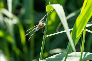 dragonfly on a green leaf