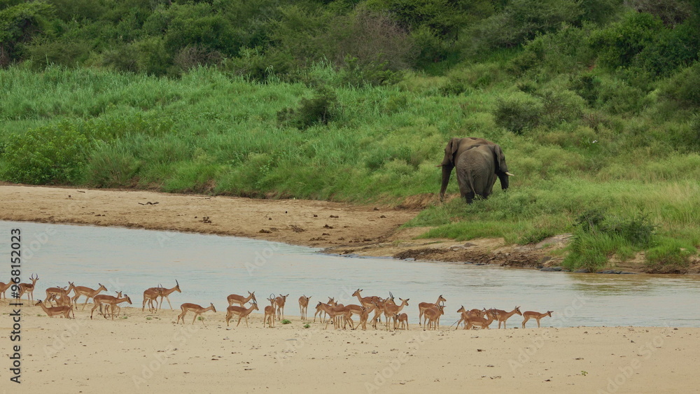 African wild elephants and herd of antelopes drink in river in African ...