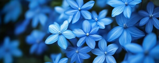 Close-up of vibrant blue flowers in bloom, nature photography concept