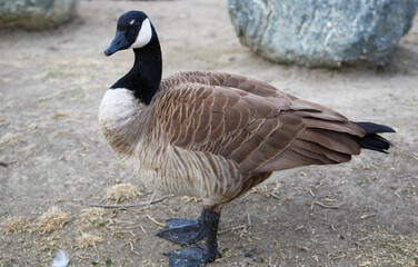 canadian goose near rocks up close