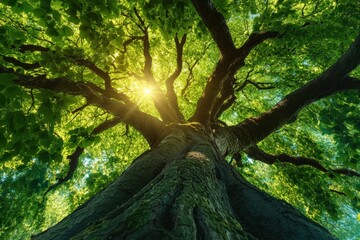 A towering tree bathed in sunlight, seen from a low angle, its branches stretching out with lush green foliage, embodying strength and the beauty of nature.