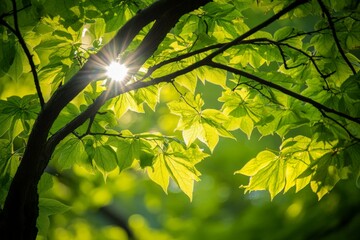 A beautiful capture of sunlit tree leaves creating an enchanting forest ambiance, with sunlight filtering through the vivid green foliage of the tree branches.