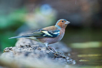 Wall Mural - The Eurasian chaffinch, common chaffinch, or simply the chaffinch (Fringilla coelebs) is a common and widespread small passerine bird in the finch family