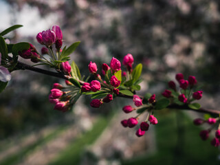 Wall Mural - Spring blossom