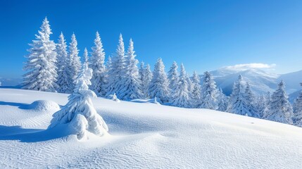 Wall Mural - Serene winter Scandinavian scene with snow covered spruce trees in majestic snowy mountains snowdrifts  banner