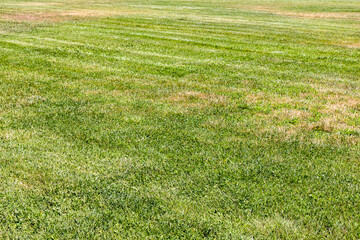Wall Mural - mown green lawn with yellow patches of dried grass