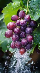 Wall Mural - Fresh red grapes with water droplets on vine