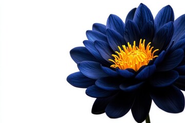 Wall Mural - A stunning close-up of a blue flower with vibrant yellow pollen, showcasing intricate petals and details.