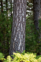 Close up of a tree trunk. Pine bark in the forest. Pine tree bark close-up. pine tree trunk in forest. natural textured detail view