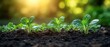 © raja - Young Green Plants Growing in Rich Soil with Sunlight
