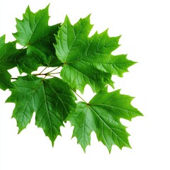 Wall Mural - vibrant green maple leaves arranged beautifully on a white background, showcasing the natural beauty
