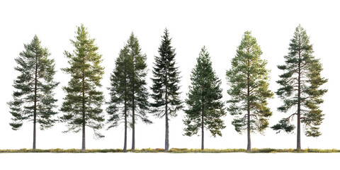 Wall Mural - A row of trees with varying shades of green