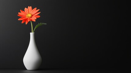 Wall Mural - Single orange gerbera daisy in a white