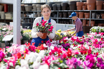 Wall Mural - Gardening female worker in blue overall inspects young cyclamen plants after treatment with antifungal drugs. Care, supervision, fungicides