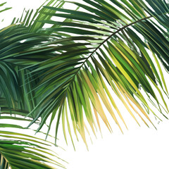 Wall Mural - A leafy green palm tree with a long, thin leaf