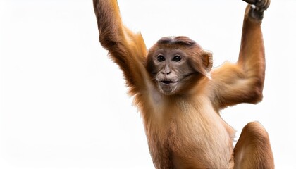 photograph of a curious monkey swinging from a vine its eyes wide with wonder isolated on a transparent background