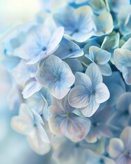 Poster - Delicate blue hydrangea flowers in soft focus