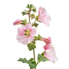 Chinese mallow isolated on white background. 3D rendering.