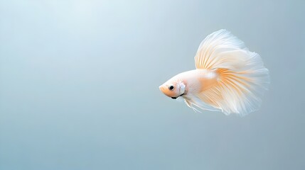 Mesmerizing Betta Fish Floating in Serene White Canvas Background