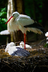 White Stork (Ciconia ciconia) on Nest