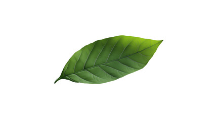 A leaf is shown on a white background. The leaf is green and has a shiny surface. Concept of freshness and natural beauty