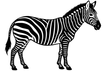 Wall Mural - zebra animal, zebra illustration white background