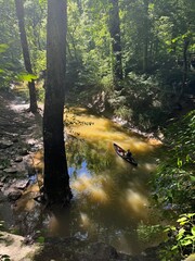 river in the forest