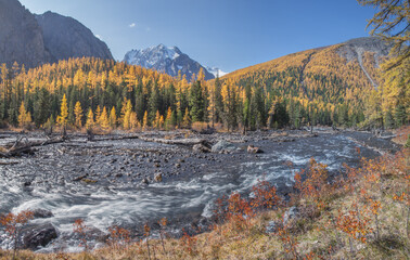 Picturesque fall view, mountain valley with river and forest, snow covered peaks, sunny day