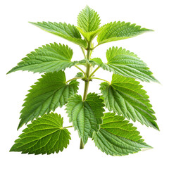 Nettle cut out. isolated on transparent background. Copy space. PNG