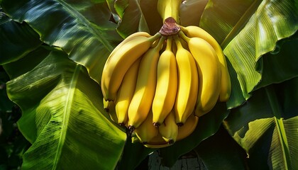 bananas on the ground, yellow flower in the garden, trees in the sun, trees in the jungle, bananas on the tree, bananas on a tree, Outdoors sunny garden full of tropical banana tree plants full