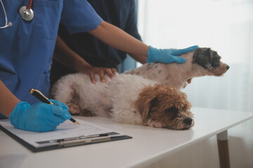 At a modern veterinary clinic, a Panshi Tzu puppy sits on an examination table. Meanwhile, a female veterinarian assesses the health of a healthy dog ​​being examined by a professional veterinarian.