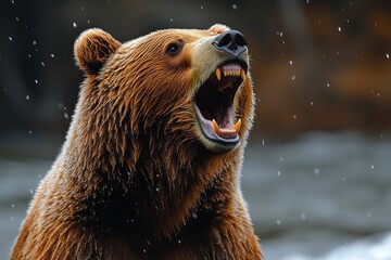 Poster - Grizzly Bear Roaring in the Rain