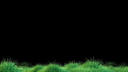 Wall Mural - grass wind noise loop and continue copy place on alpha channel. element footage place on footage or 