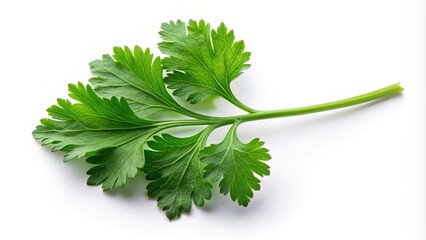 seasoning, freshness, herb, flavor, garnish, spice, food,coriander, green, cooking, organic, aromatic, isolated, A high angle view of a coriander leaf isolated on a white background