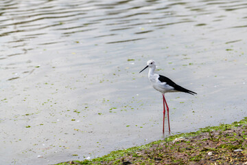 Wall Mural - Graceful Black-winged stilt