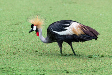 Wall Mural - Colorful grey crowned crane