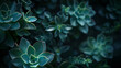 © mahamad - Succulent plant background wallpaper, showcasing a dark aesthetic nature image.