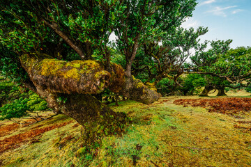 Fanal Forest. Misty forest in Fanal.  Old laurel tree in laurel tree forest in madeira in Portugal