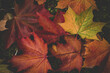 © Johnér - Full frame shot of fallen maple leaves during autumn